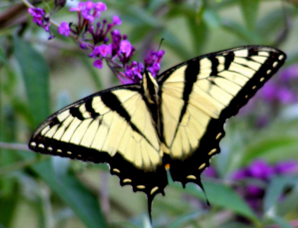 A yellow swallowtail butterfly resting on purple flowers
