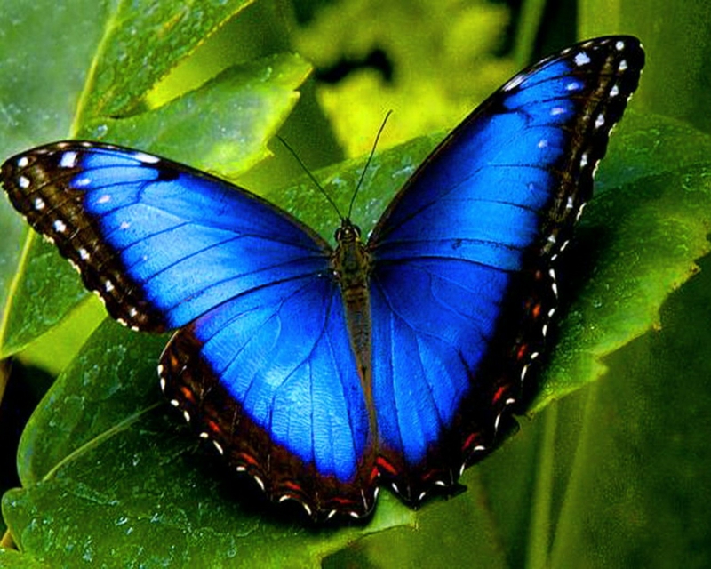 A blue butterfly